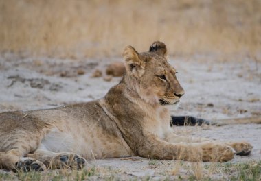 Lionesses Zimbabve, Güney Afrika savana grubunda