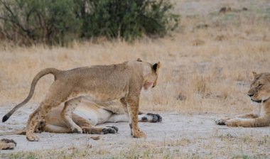 Lionesses Zimbabve, Güney Afrika savana grubunda