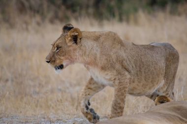 Lionesses Zimbabve, Güney Afrika savana grubunda