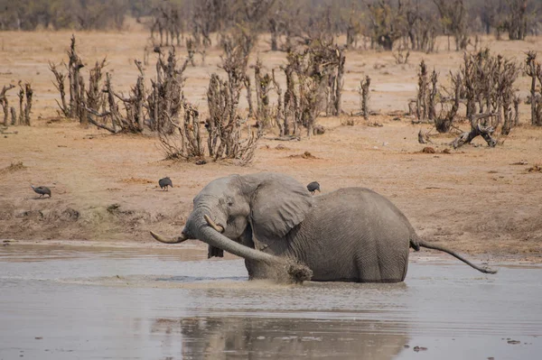 Elephants Savanna Zimbabwe South Africa — Stock Photo, Image