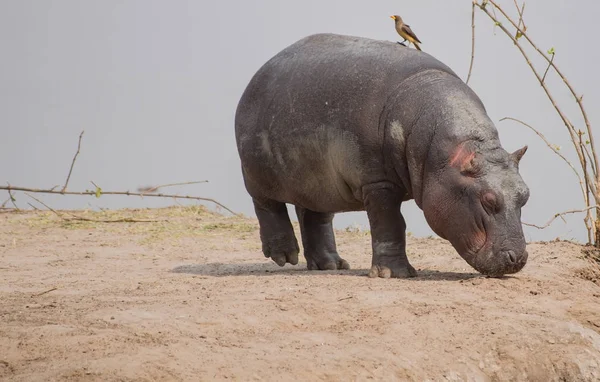 Hipona Savannah Zimbábue África Sul — Fotografia de Stock