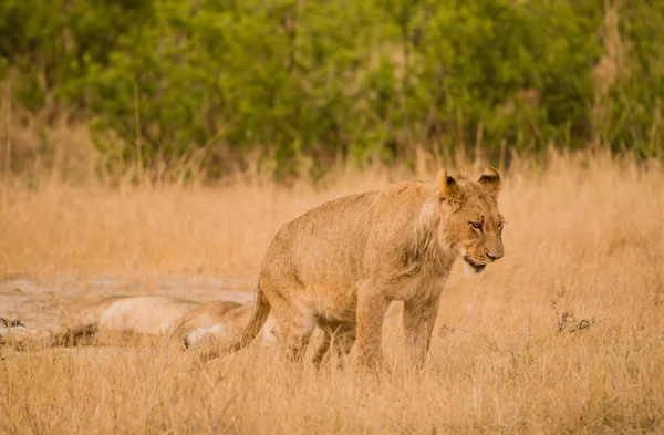 Lionesses Groep Savanne Van Zimbabwe Zuid Afrika — Stockfoto