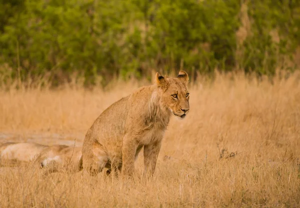 Lionesses Groep Savanne Van Zimbabwe Zuid Afrika — Stockfoto