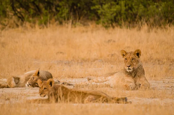 Lionesses Csoport Szavanna Zimbabwében Dél Afrikai Köztársaság — Stock Fotó