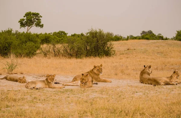 Groupe Lionnes Dans Savane Zimbabwe Afrique Sud — Photo