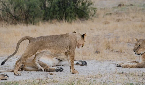 Löwinnen Der Savanne Von Simbabwe Südafrika — Stockfoto