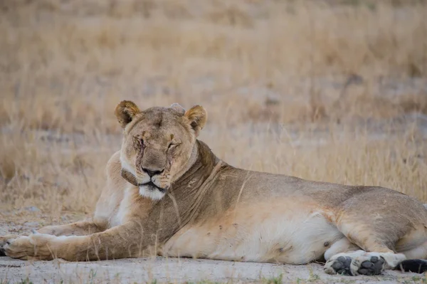 Löwinnen Der Savanne Von Simbabwe Südafrika — Stockfoto