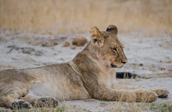 Löwinnen Der Savanne Von Simbabwe Südafrika — Stockfoto