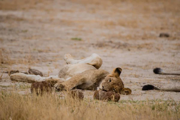 Löwinnen Der Savanne Von Simbabwe Südafrika — Stockfoto