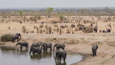 Güney Afrika 'nın Zimbabve ovasındaki filler.
