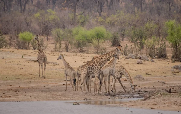 Girafa Savana Zimbabué África Sul — Fotografia de Stock