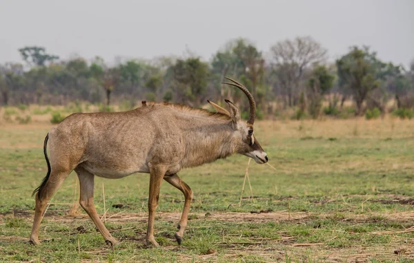 Waterbucks Savannah Zimbabwe South Africa — Stock Photo, Image