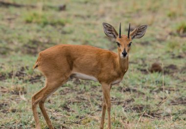 Dikdiks in der Savanne vom in Simbabwe, Sdafrika 