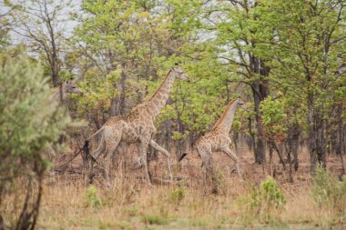 Zürafa savana Zimbabve, Güney Afrika 