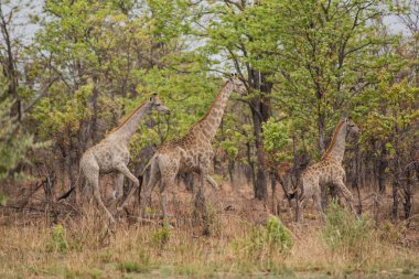 Zürafa savana Zimbabve, Güney Afrika 
