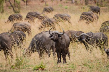 Kaffir buffalo in the savanna of in Zimbabwe, South Africa clipart
