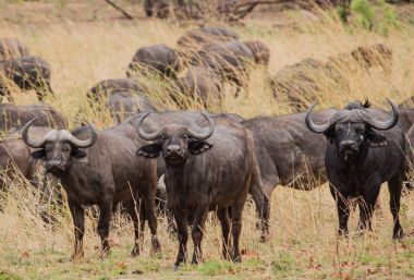 Güney Afrika'da bir kabile Buffalo'da savana Zimbabve, Güney Afrika