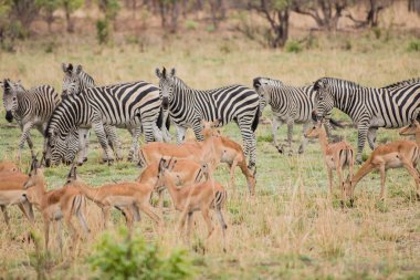 Kudus ve zebralar Savannah Zimbabve, Güney Afrika