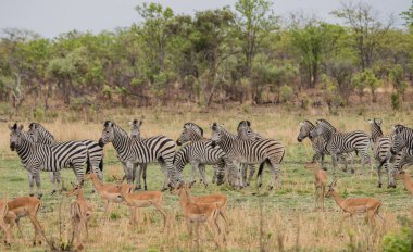 Kudus ve zebralar Savannah Zimbabve, Güney Afrika