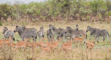 Kudus ve zebralar Savannah Zimbabve, Güney Afrika