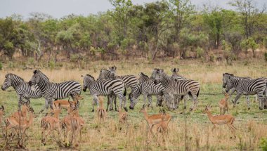 Kudus ve zebralar Savannah Zimbabve, Güney Afrika