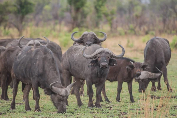 Kaffir Buffalo Savannen Zimbabwe Sydafrika — Stockfoto