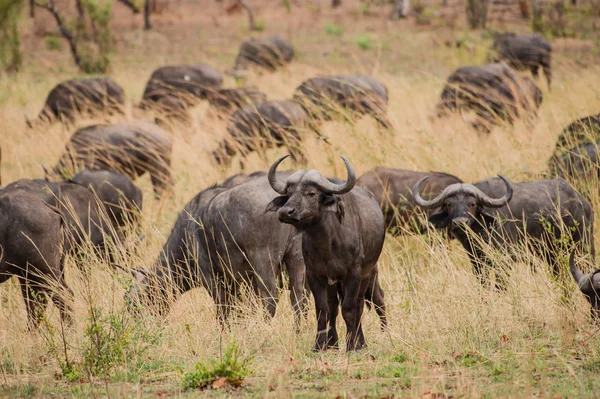 Kaffir Buffalo Savannen Zimbabwe Sydafrika — Stockfoto