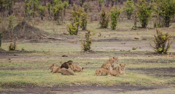 ジンバブエ 南アフリカのサバンナにライオネス グループ — ストック写真