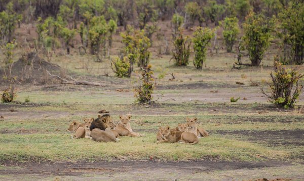 Lionesses group in the savanna of in Zimbabwe, South Africa