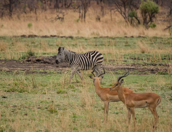 Kudus Zèbres Dans Savane Zimbabwe Afrique Sud — Photo