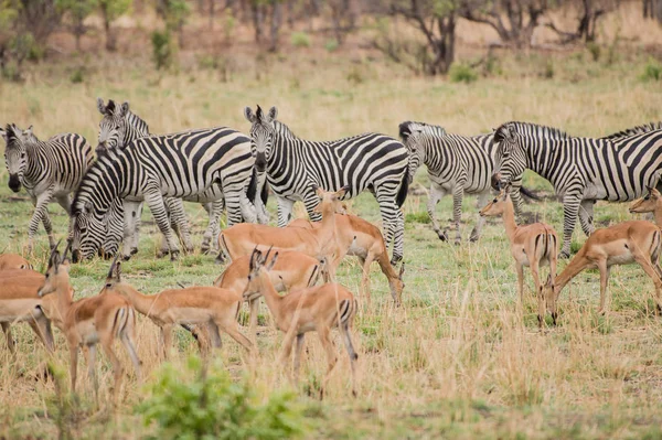 Kudu Zebry Savannah Zimbabwe Jihoafrická Republika — Stock fotografie