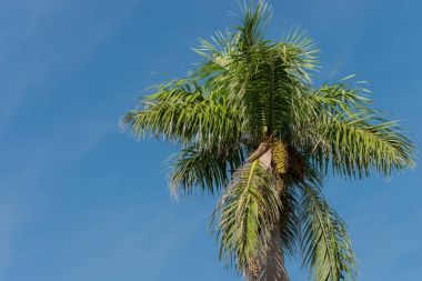 Palmiye Küba Varadero üzerinde