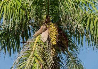 Palmiye Küba Varadero üzerinde