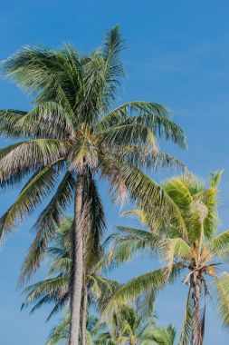 Palmiye Küba Varadero üzerinde