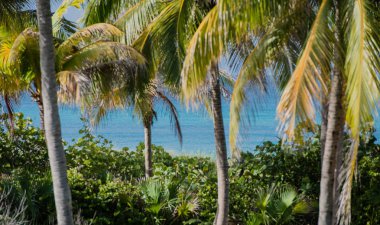 Küba 'daki Karayip sahilinde beyaz kum ve turkuaz su 