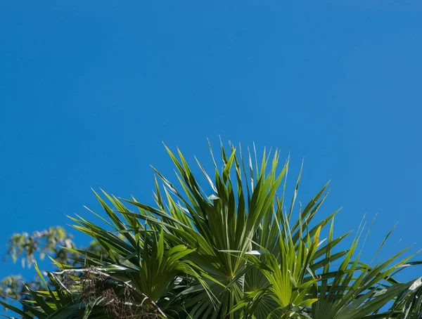 Palma Cuba Varadero — Fotografia de Stock