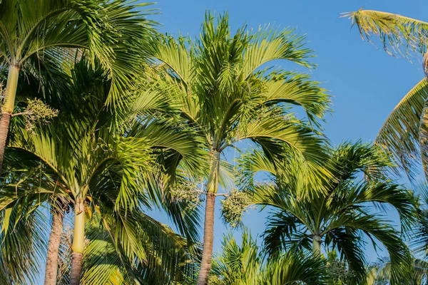 Palma Cuba Varadero — Foto de Stock