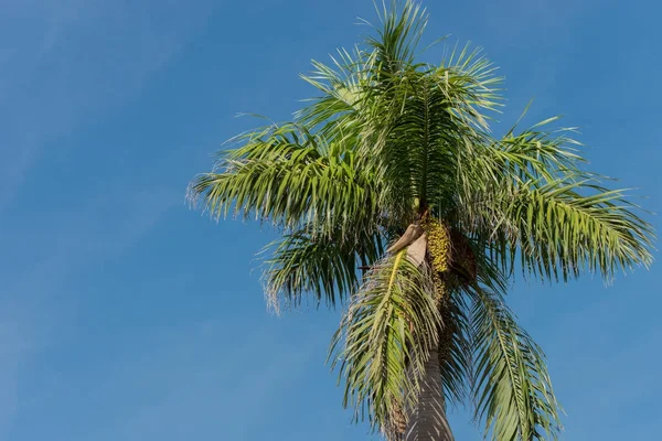 Palmier Sur Cuba Varadero — Photo