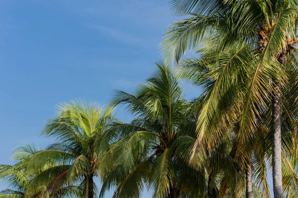 Palma Cuba Varadero — Foto de Stock