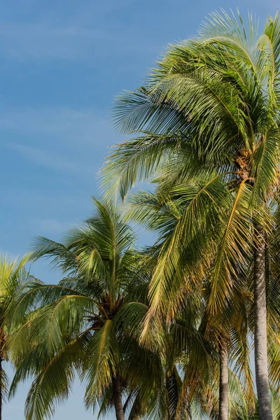 Palma Cuba Varadero — Foto de Stock