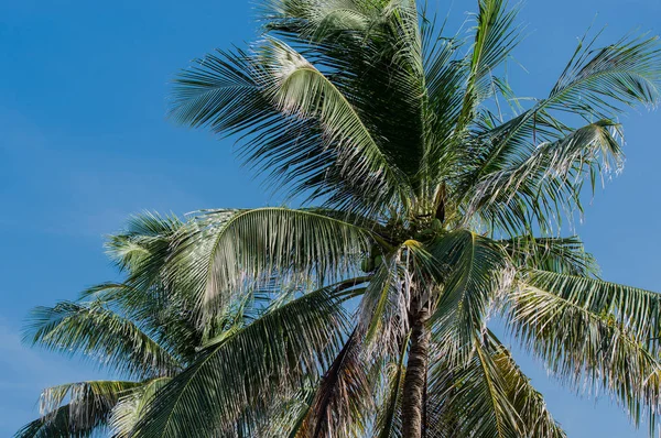 Palma Cuba Varadero — Foto de Stock
