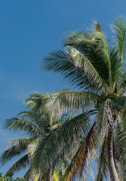 Palma Cuba Varadero — Foto Stock