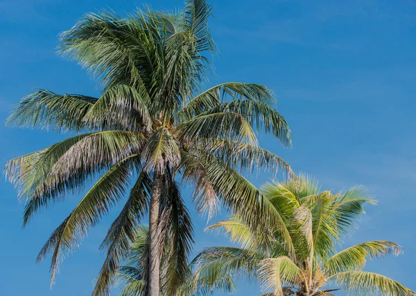 Palma Cuba Varadero — Fotografia de Stock