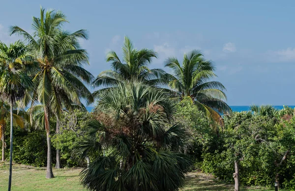 Bílý Písek Tyrkysová Voda Karibské Pláži Kubě Varadero — Stock fotografie