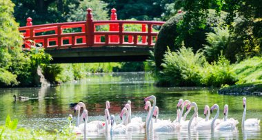 Bir göl kenarında pembe flamingo Yüzme