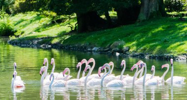 Bir göl kenarında pembe flamingo Yüzme