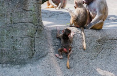 bir kayaya oturan hamadryas babunu