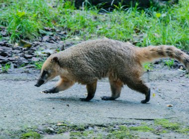 Yiyecek arayan coati