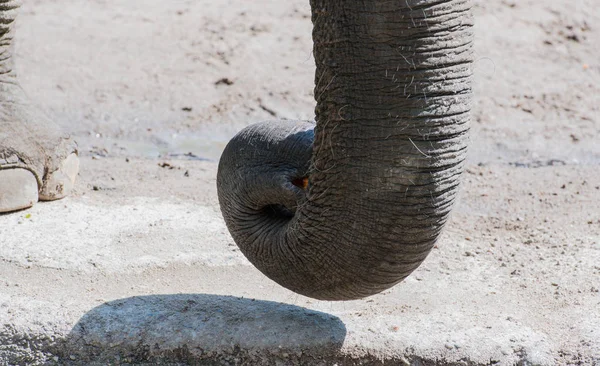 Asian Elephant Closeup — Stock Photo, Image