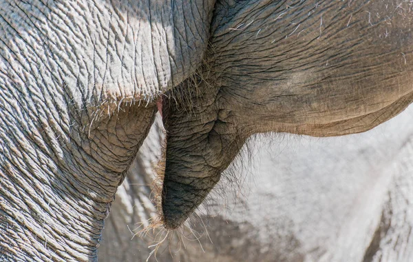 Słoń Indyjski Zbliżenie — Zdjęcie stockowe